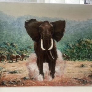 Bull Elephant