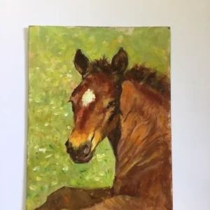Foal